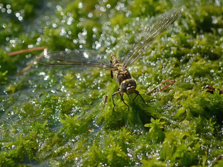 Libelle im Moor