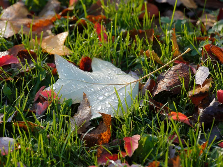 Herbstlaub