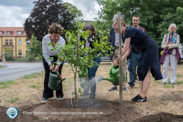 Potsdam setzt Zeichen für den Frieden: Flaggentag und Pflanzung eines Ginkgo-Baums aus Hiroshima