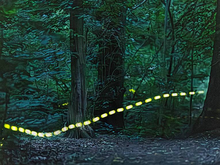 Langzeitbelichtung von Leuchtspuren von Glühwürmchen im Wald