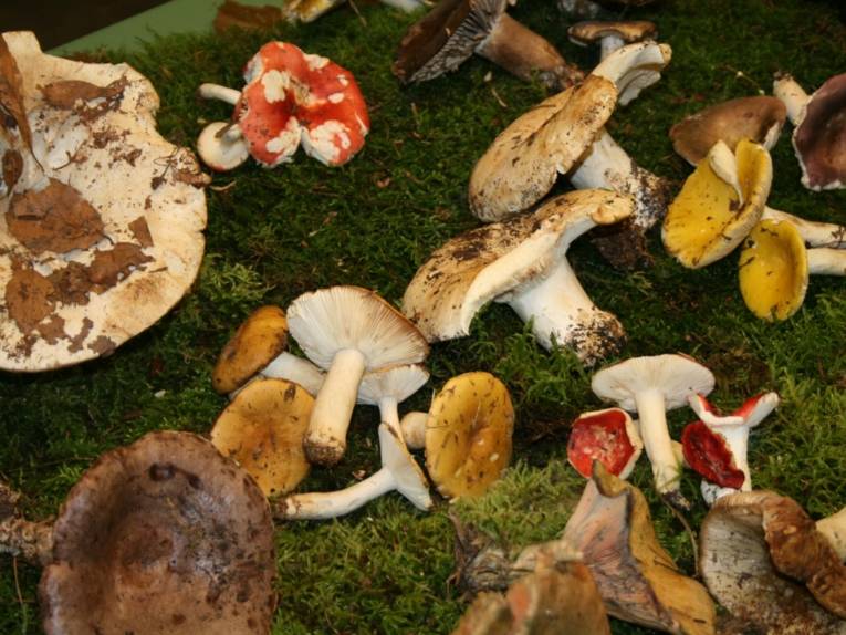 Verschiedene Pilze.