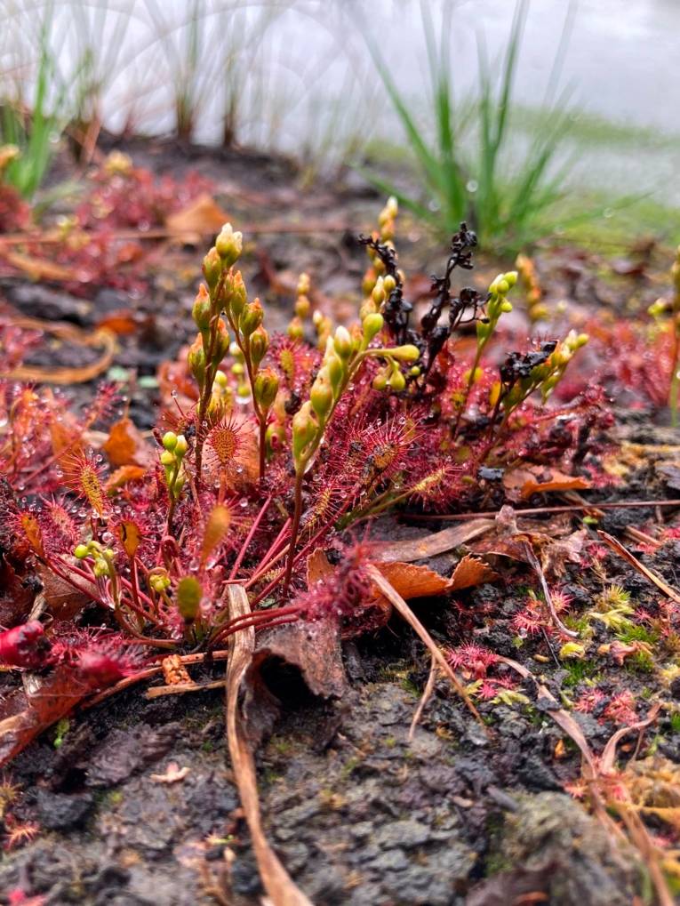 Blühende Pflanze im Moor.