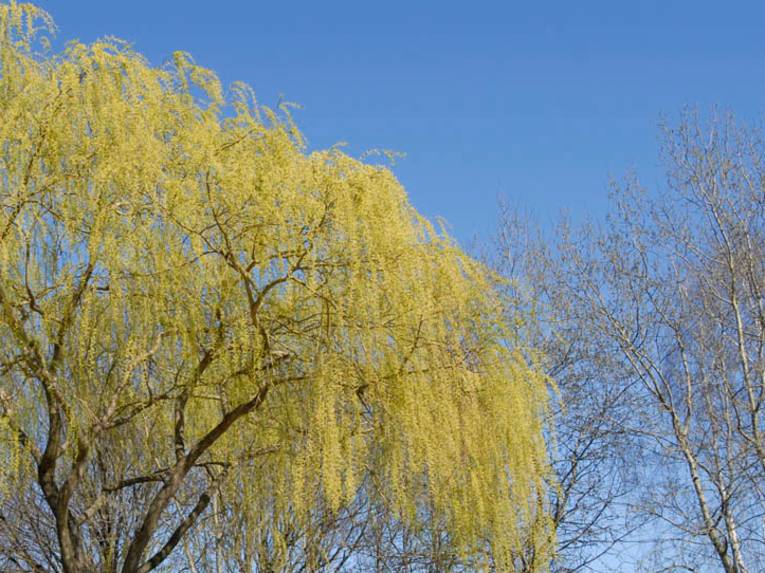 Bäume vor blauem Himmel
