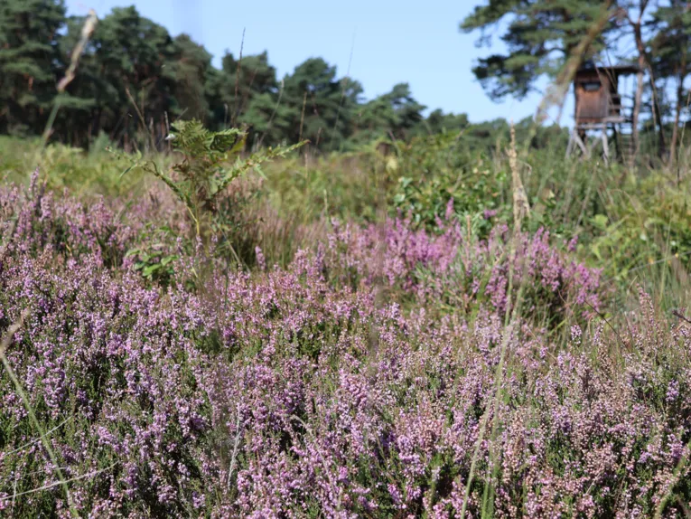 Bl&uuml;hende Heide