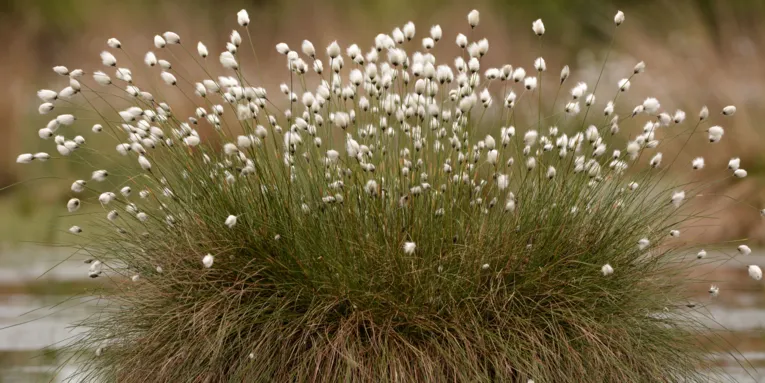 Gras