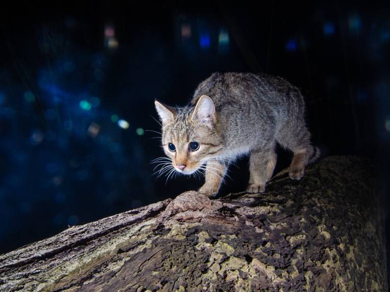 Wildkatze auf einem Baumstamm