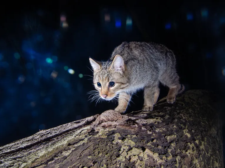 Wildkatze auf einem Baumstamm