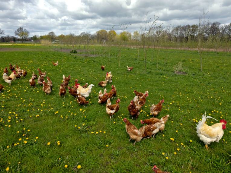 Braune Hühner und weiße Hähne verteilen sich über ein weitläufiges Gelände, auf dem Bäume schatten spenden.