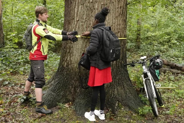 Zwei Personen vermessen einen Baum mit einem Ma&szlig;band