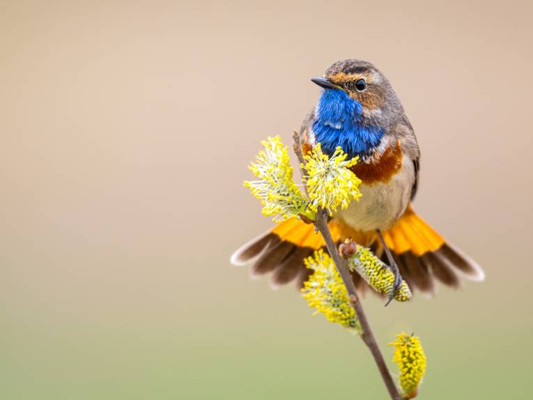 Porträt eines Blaukelchens