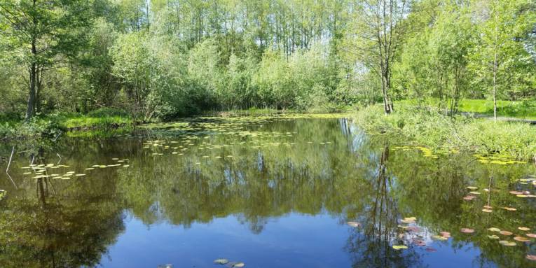 Wasserfl&auml;che mit Seerosen, Drumherum wachsen B&auml;ume und Str&auml;ucher.