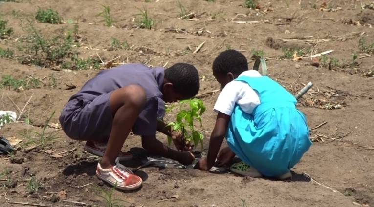Zwei Kinder pflanzen einen Baum auf dem Schulgelände einer Primary School in Blantyre.