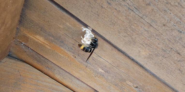 Hornisse mit Nest