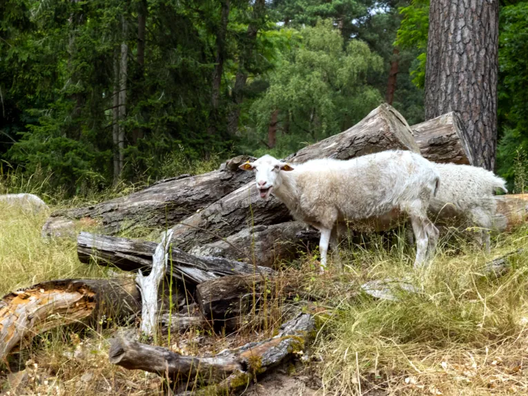 Zwei Moorschnucken stehen zwischen Totholz, eine der beiden Vertreterinnen dieser kleinen Landschafrasse schaut in die Kamera.