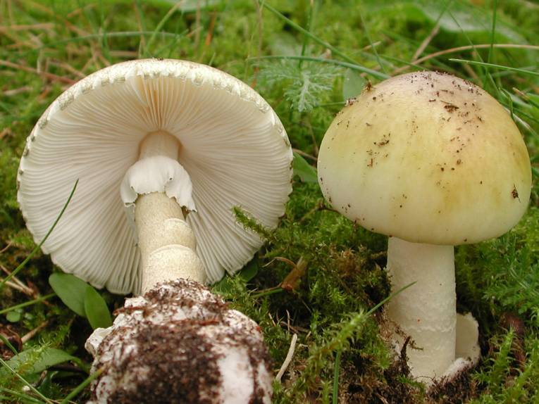 Grüner Knollenblätterpilz