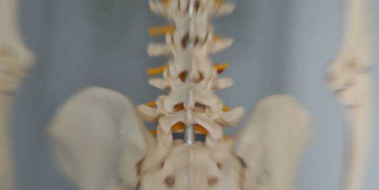 Rückenansicht eines Skelettes, das Bild ist in der Mitte scharf, im Bereich der Lendenwirbelsäule, durch Reisszoom sind die Randbereiche unscharf.