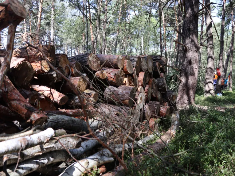 Holzstapel