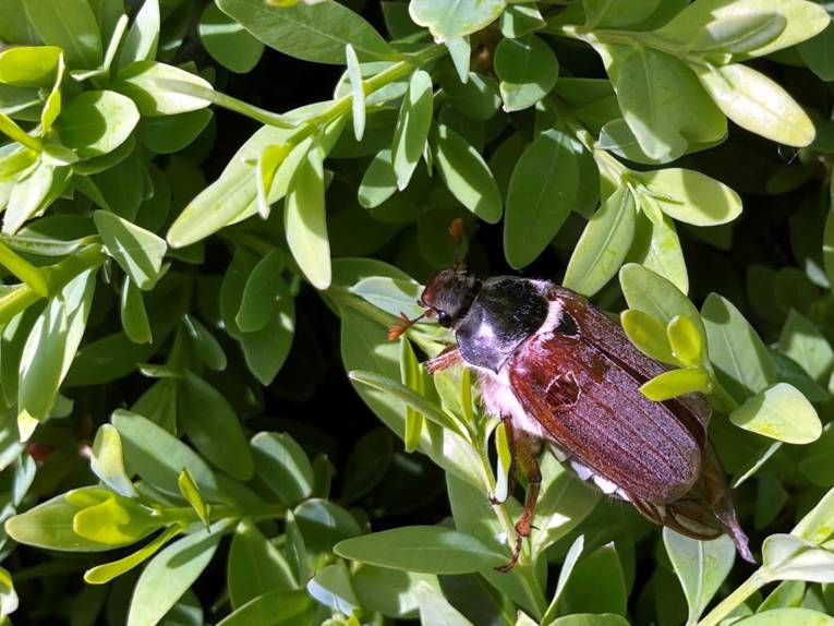 Ein Maikäfer erklimmt einen grünen Strauch.