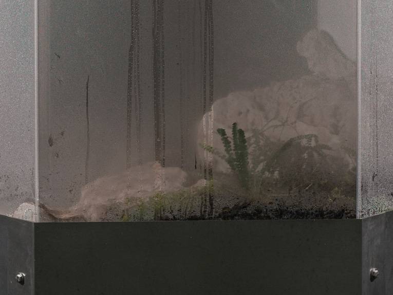 Plexiglascontainer gefüllt mit Wasser, Pflanzen und Mikroorganismen