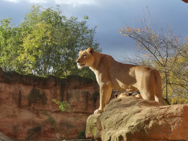 Berberlöwin steht auf einem Felsen in ihrem Gehege im herbstlichen Zoo Hannover.
