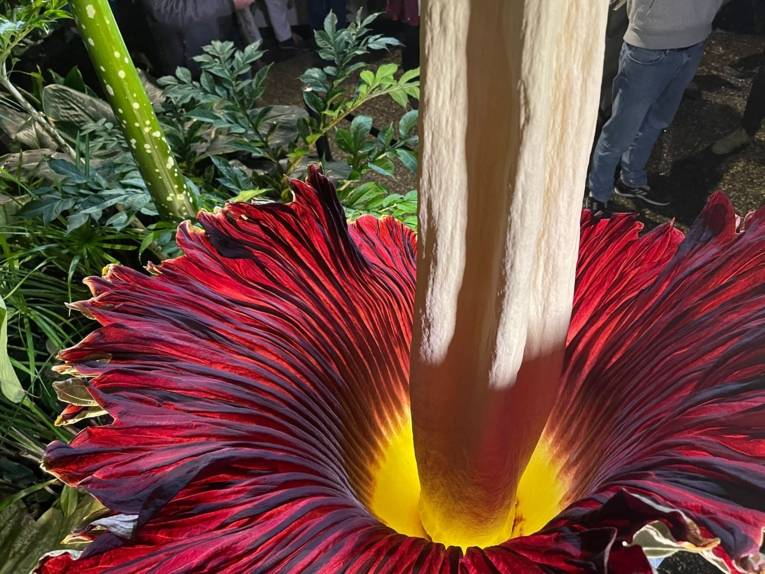 Blick in den Blütenstand