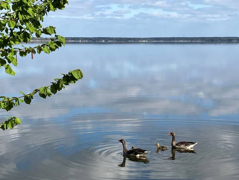 G&auml;nse schwimmen mit Nachwuchs &uuml;ber das Steinhuder Meer.