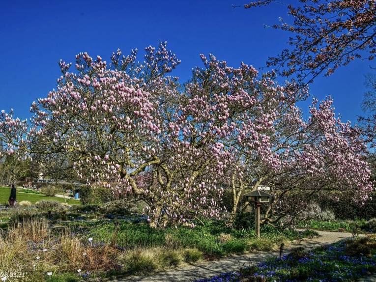 Baum mit rosafarbenen Blüten