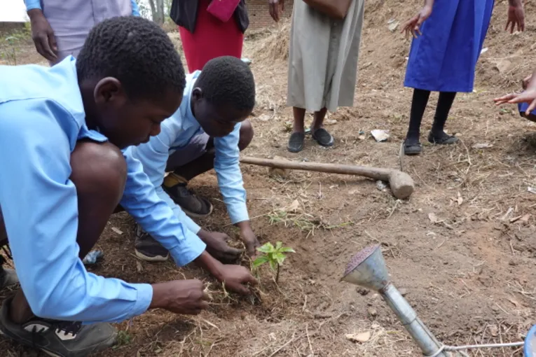 Sch&uuml;ler des Limbe Wildlife Clubs zeigen, wie sie die Setzlinge pfanzen.