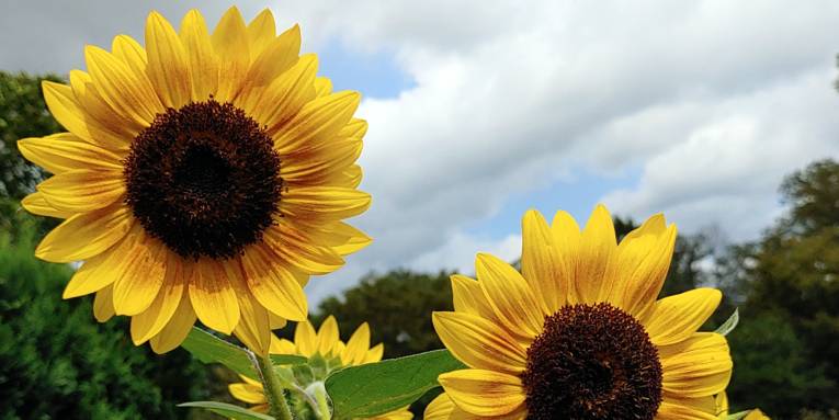 Blüten einer Sonnenblume vor leicht bewölktem Himmel.