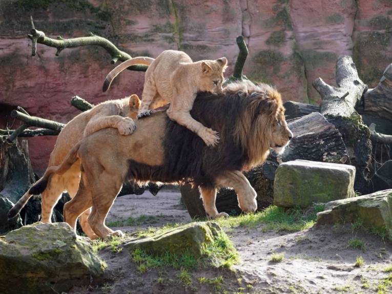Löwenjungtiere spielen mit ihrem Vater im Erlebnis-Zoo Hannover.