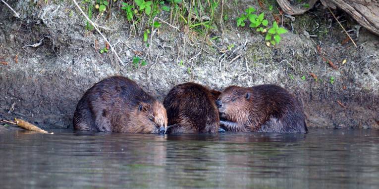 Biber hocken dicht gedrängt im Wasser eines Flusses in Ufernähe.