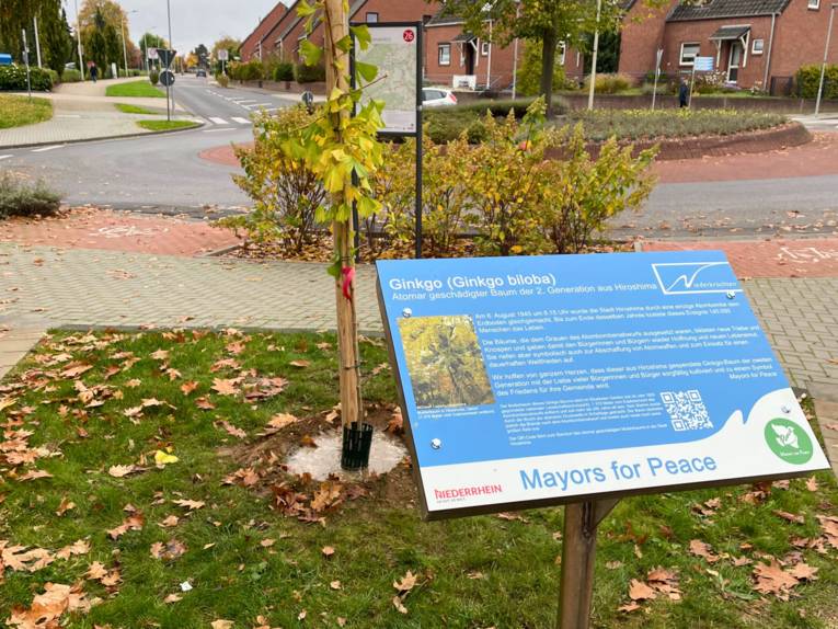 Eine Infotafel vor einem gepflanzten Gingko-Baum.
