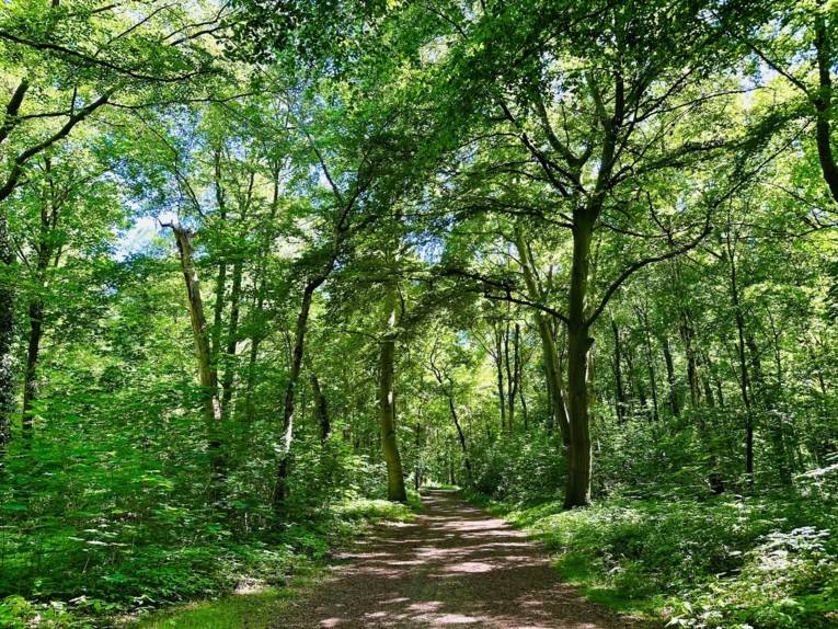 Wald Eilenriede Spaziergang Einsamkeit