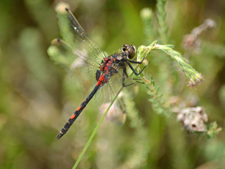 Schwarze Libelle mit roten Punkten