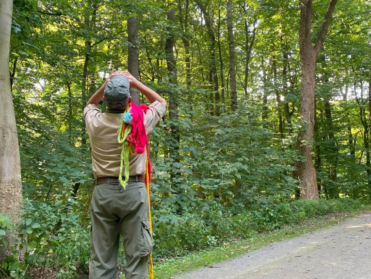 Ein Mann einem Wald, der die Bäume inspiziert.