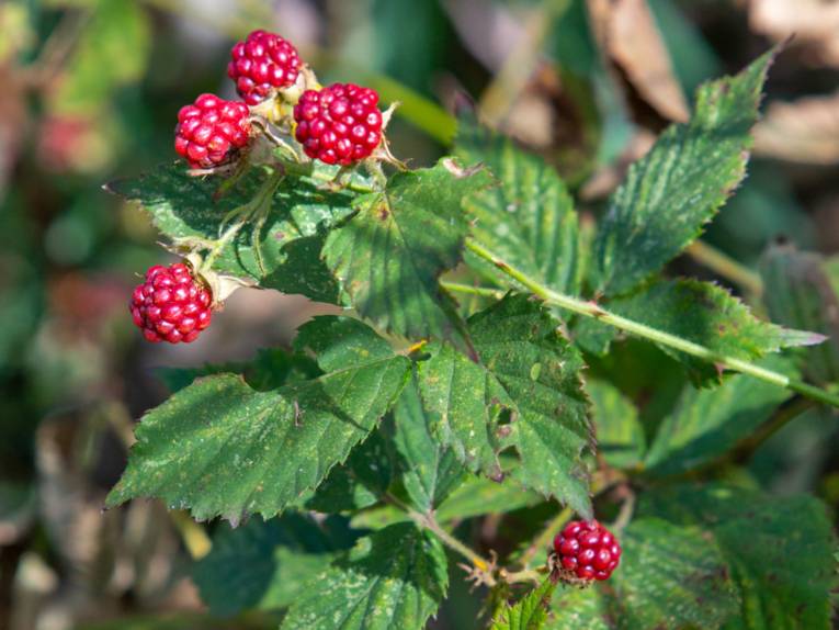 Himbeeren am einem Strauch