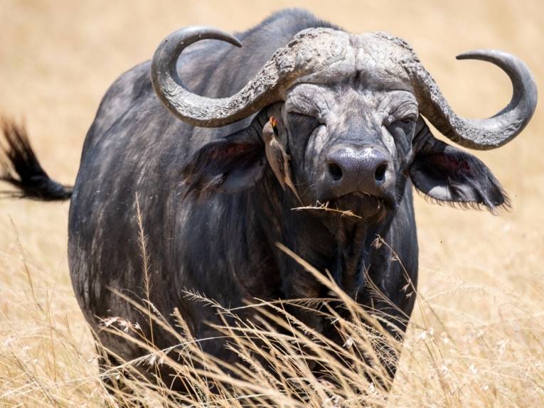 Zu sehen ist ein Foto von Angelika Schütz-Engels. Es zeigt einen Büffel.
