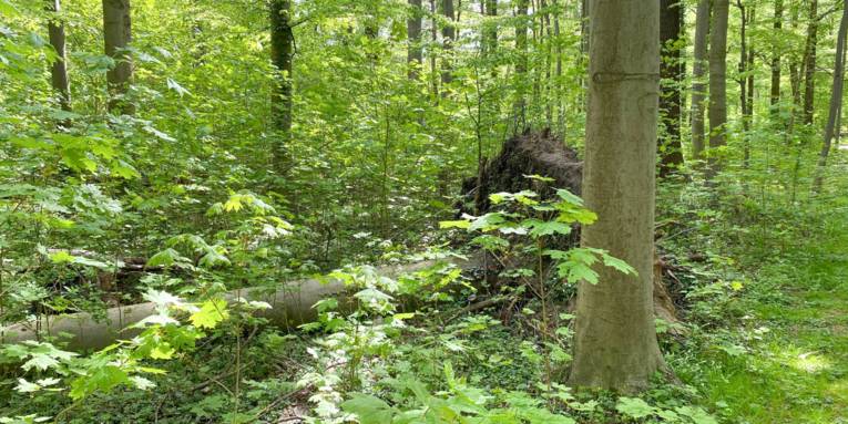 Ein umgestürzter Baum im Wald.