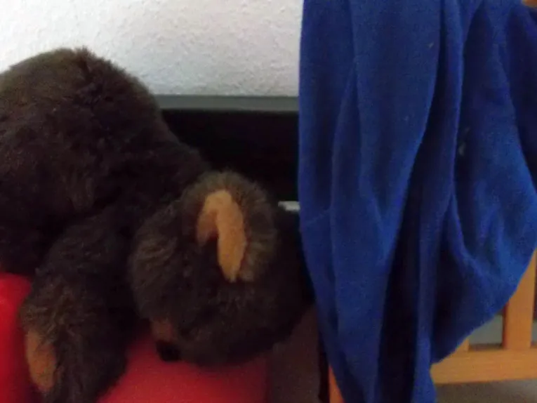 Teddy und Pullover