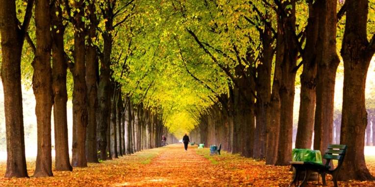 Spaziergang durch das Herbstlaub der Allee im Georgengarten.