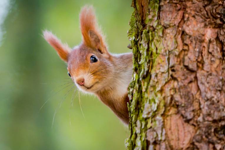 Eichhörnchen hinter Baum