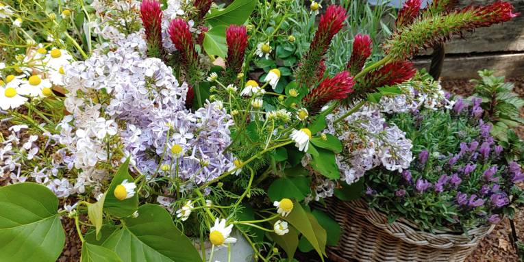 Unterschiedliche Pflanzen aus einem privaten Garten