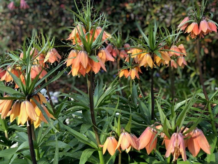 Fritillaria imperialis