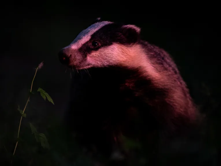 Dachs bei Nacht