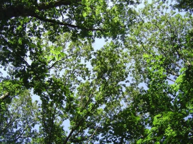 Wald.