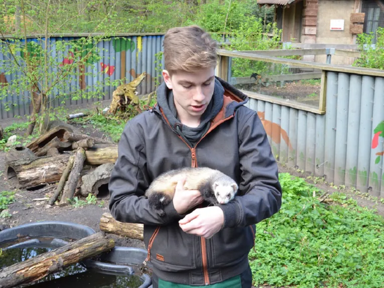 Junger Mann, einen Iltis in der Hand haltend.