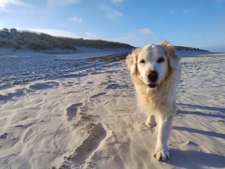 Ein Golden Retriever am Strand