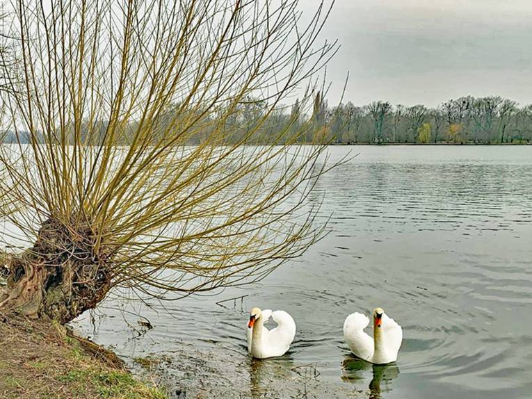 Zwei Schwäne auf einem See Anfang März.