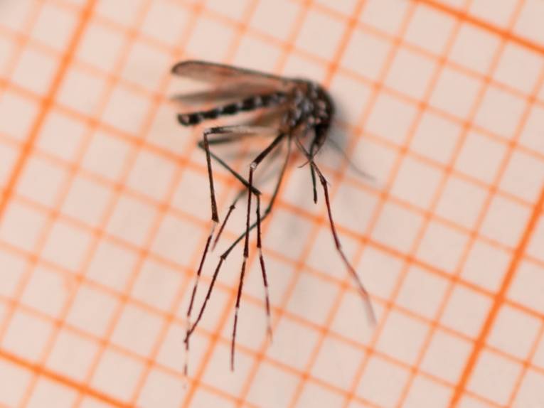 Nahaufnahme einer Mücke, mit mindestens fünf lange Beinen, einem länglichen schmalen Korpus und zwei Flügeln, die auf einem orange karierten Untergrund liegt.