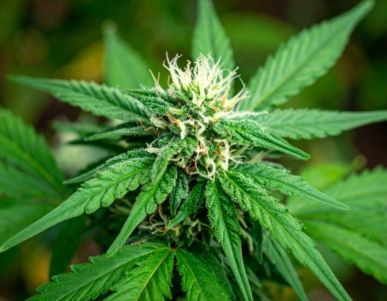 Eine Cannabispflanze.